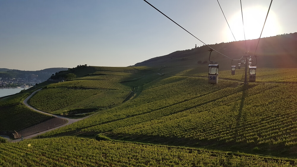 Vineyards in Rudesheim