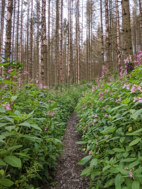 Hiking near Altenberger Dom