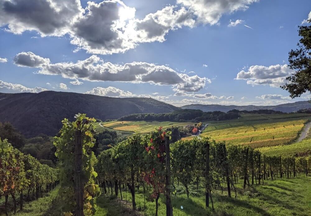 Weingarten am Rotweinwanderweg