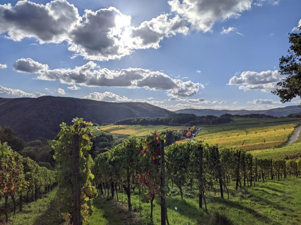 Weingarten am Rotweinwanderweg