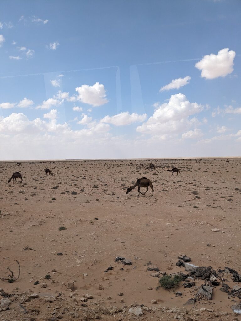 Getting to Siwa bus